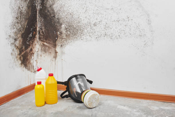 Best Residential Mold Remediation in Lake Fenton, MI