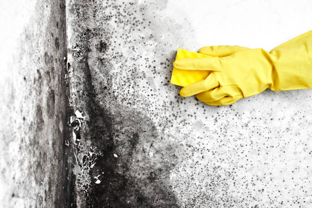 Best Attic Mold Remediation in Lake Fenton, MI