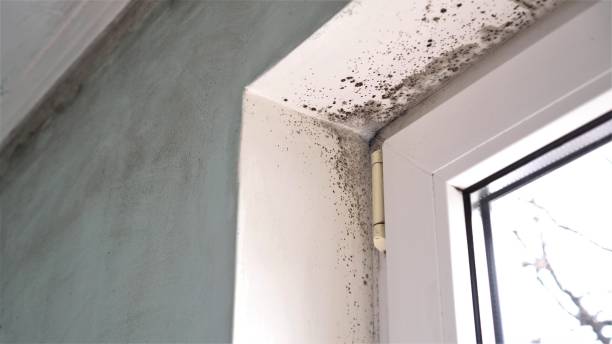 Best Commercial Mold Remediation in Lake Fenton, MI