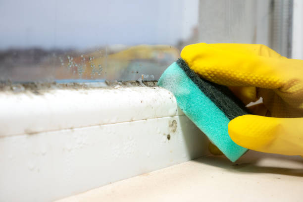 Best Localized Mold Remediation (e.g., coastal areas, humid climates) in Lake Fenton, MI