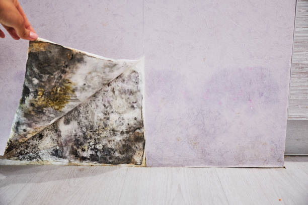 Best Black Mold Remediation in Lake Fenton, MI